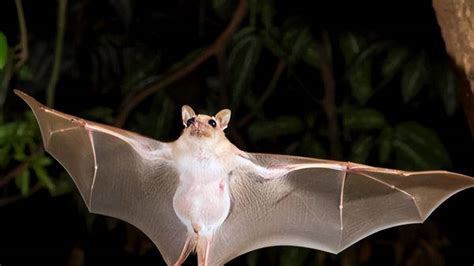 塔羅牌世界 蝙蝠飛進家裡怎麼辦
